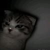 aniq1000000