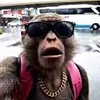 gorillazeca