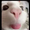 sillybillycat1