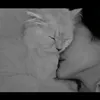 rossei_9