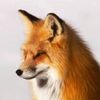 normalfoxeditor