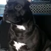 big.dog5059