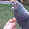 The Pigeon Whisperer