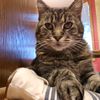 ilovespudsandcats