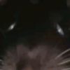 couch.rat3