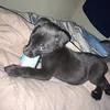 not_archie_0