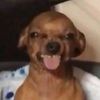 whatsthisscc