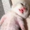 tiktok.221340