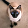 siamese_1_fan_forever