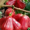 jay.jayadi449