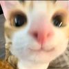 just_elmav