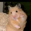 nguyen.ngan_292