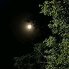 darkmoonlight50