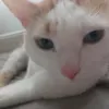 lenomiett