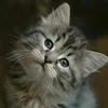 gattina0790