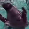 sealdancing.daily
