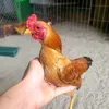 gatrebaclangson
