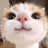 olif158