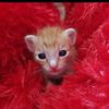 cat.s.p
