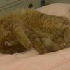 s8llykitty