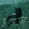 vedma_n
