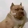 pintorxd3