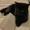 pagesandpaws_