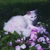qq21.7