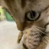steve_sniff_luckaa