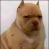 persona_normal_y_regular