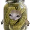 kitty.borcan