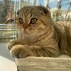 llill_702