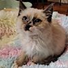 Lu Lu Kitty
