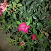 mahamad.sarhang50