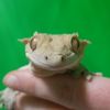 funkylizard58