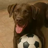 Doguinho News