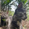 sweetymeowcats