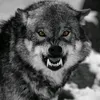 fernanchvlobos