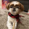 bogyboger