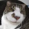 hippopatam