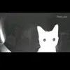 ghost21tvg