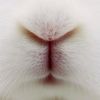 bunnyloover1