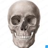 BONES