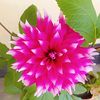 salim.mondol55
