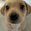 funnydog777
