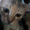 blossom_powerpuffgirl0