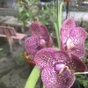 c.li318