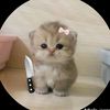 just_ridhi