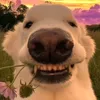 chilldogie