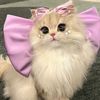 Cute.pet.word106